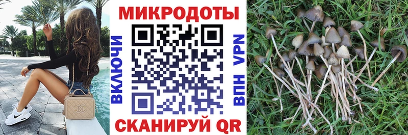 где купить   Алатырь  кракен как войти  Галлюциногенные грибы Cubensis 