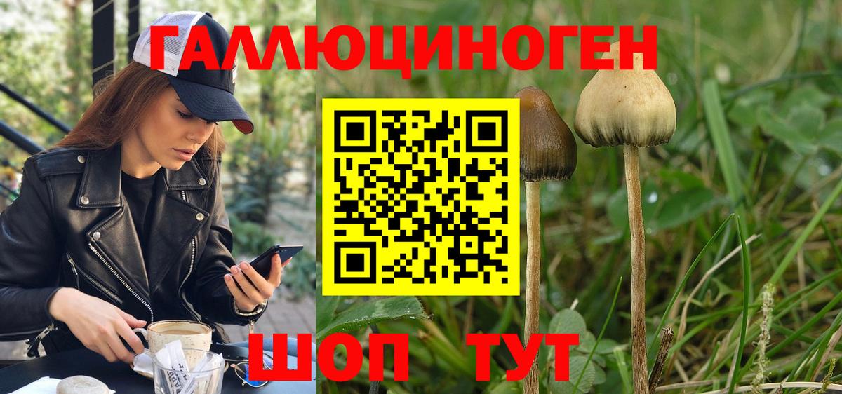 Псилоцибиновые грибы Cubensis  Вход с VPN  Алатырь 